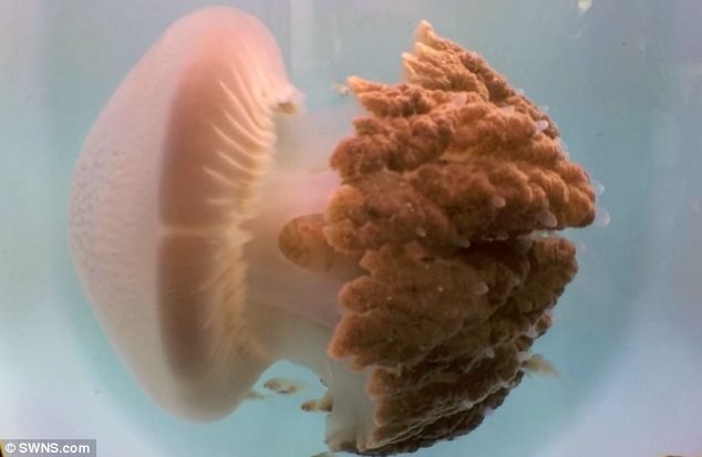 Sua hong khong lo bi an tai xuat sau hon 100 nam hinh anh