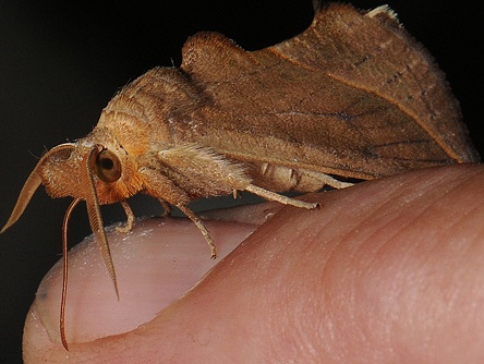 'Ma ca rong bay' dung mau de lam qua tinh yeu hinh anh