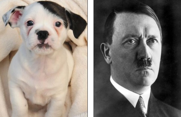 Con cho co khuon mat giong Hitler hinh anh