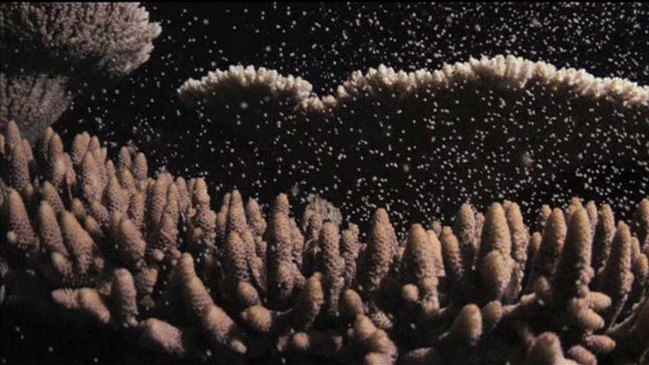 ‘Bua tiec thu tinh’ khong lo duoi day bien Australia hinh anh