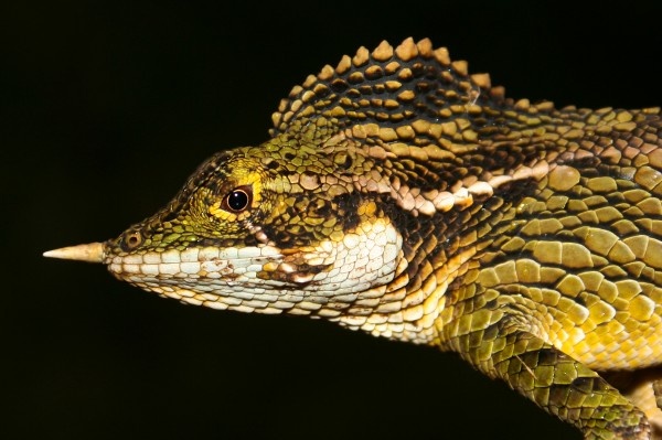 Phat hien than lan co 'mui giao' o chau A hinh anh