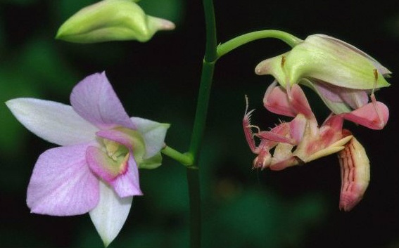 Sat thu nhanh nhu chim cat, dep hon hoa hinh anh