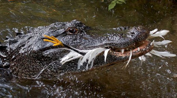 Sat thu dam lay bat chim bang canh cay hinh anh