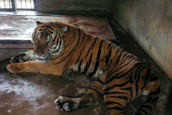 Ho hiem giet nguoi trong vuon thu Trung Quoc hinh anh