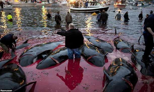 Mau ca voi nhuom do vung bien trong mua san hinh anh