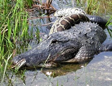 Tu chien giua sat thu dam lay va tran Mien Dien hinh anh