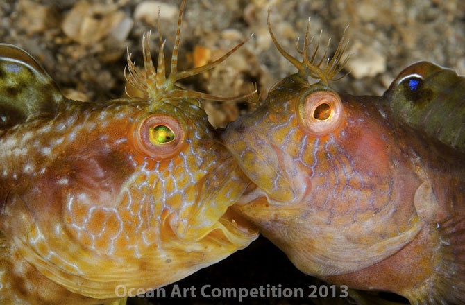 Anh sinh vat dai duong an tuong nhat nam hinh anh