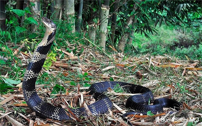 Vung dat cua bay ho chua khong lo hinh anh