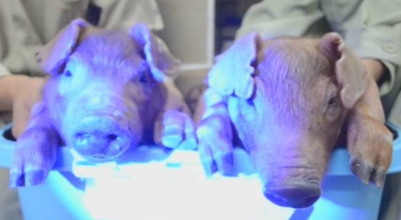 Lon phat sang ra doi tai Trung Quoc hinh anh