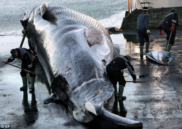 Tranh cai quanh ke hoach san xuat bia tu ca voi xam hinh anh
