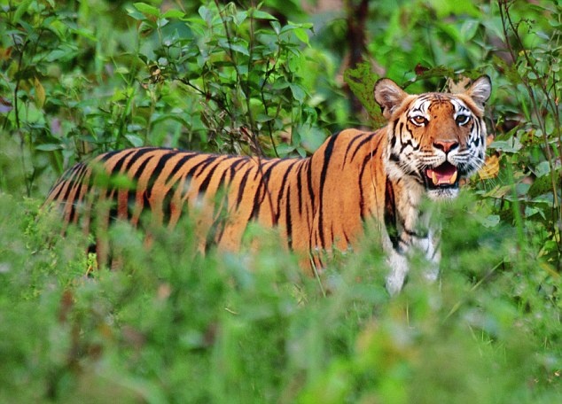 Ho tron khoi khu bao ton, giet nguoi tai An Do hinh anh