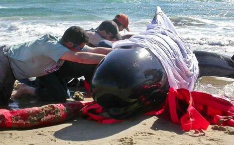 Ca voi mac can hang loat tai New Zealand hinh anh