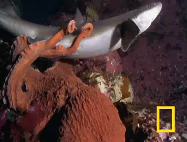 Bach tuoc khong lo tieu diet ca map hinh anh