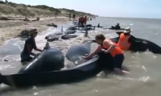 Dao cat, do nuoc de cuu dan ca voi mac ket hinh anh