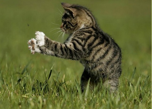 Thanh nien Phap ra toa vi hanh ha meo hinh anh