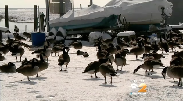 Mot nguoi dai chim, ca thanh pho hung phan hinh anh