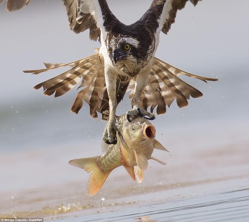 Chim ung bien bat ca chep khong lo hinh anh