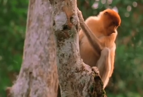 Khi voi lieu mang nhu ca sau de cuu me hinh anh