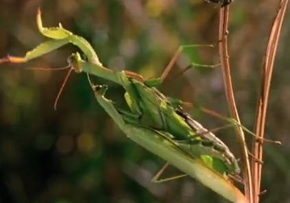 Bo ngua xe xac ban tinh trong luc an ai hinh anh