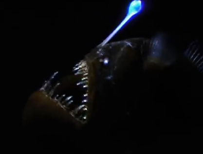 Kieu giao phoi ky la cua ca vay chan hinh anh