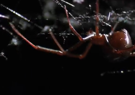 Goa phu den xe xac ban tinh sau khi giao phoi hinh anh