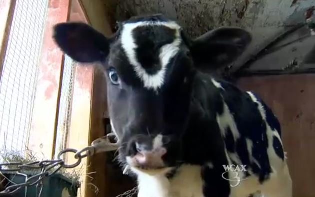 Hinh thu la xuat hien tren tran con be tai My hinh anh