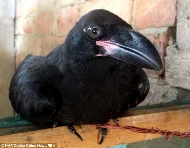 Con qua sua nhu cho, noi tieng Trung Quoc hinh anh