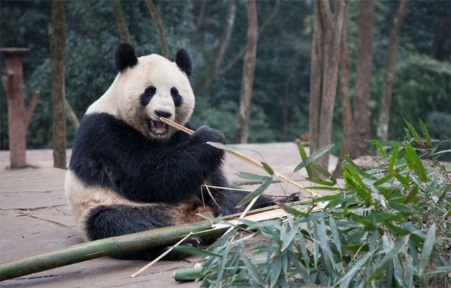 Trung Quoc ap dung ngoai giao gau truc trong dam phan voi EU hinh anh