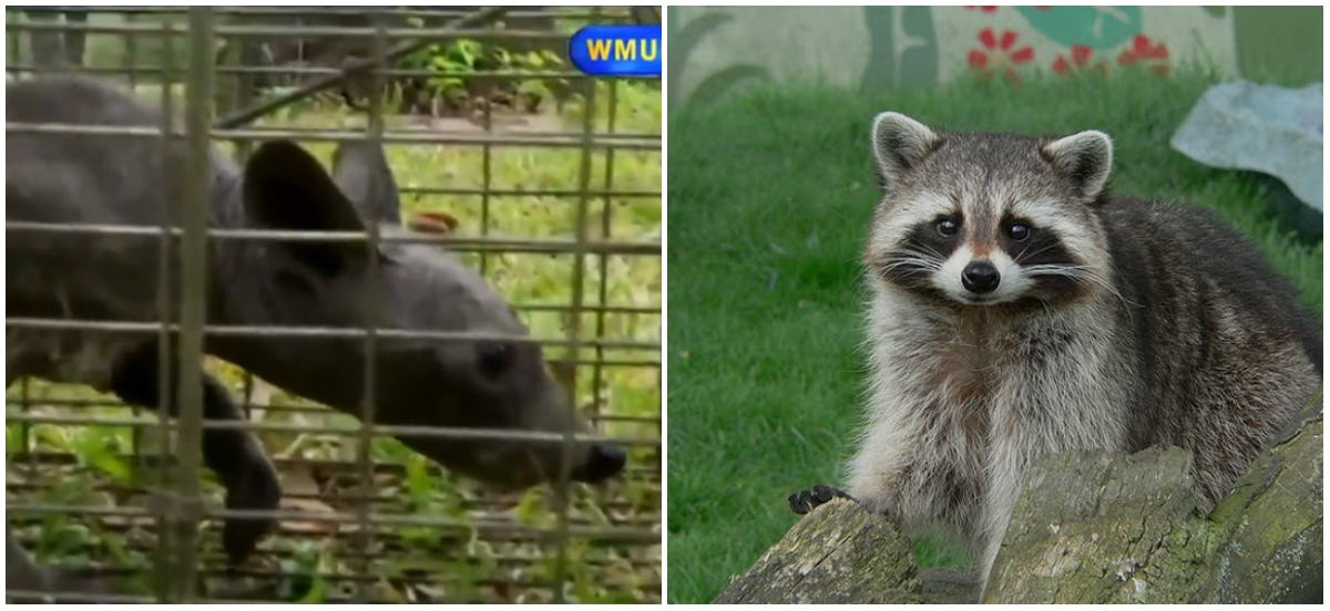 Con “chupacabra” nhà Ratcliffe bắt được (ảnh trái) và một con gấu mèo Mỹ (ảnh phải).