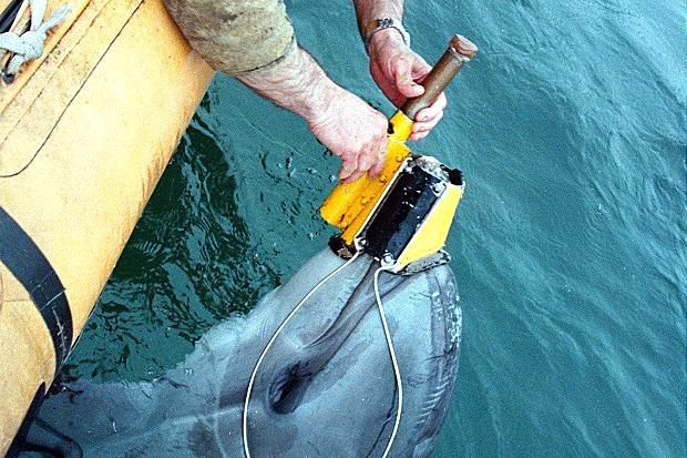 Ca heo chien dau Nga, My co the dung do nhau duoi bien hinh anh