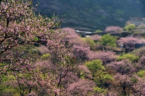 Co giao thue ca doi hoa de giup con tim hieu thien nhien hinh anh