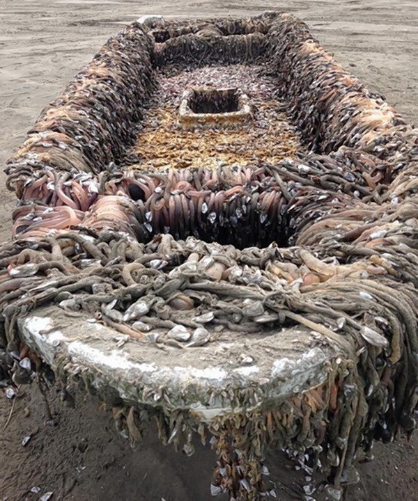 Tau bi an troi vao bo bien My hinh anh