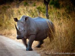 Te giac song bi 'got' sung hinh anh