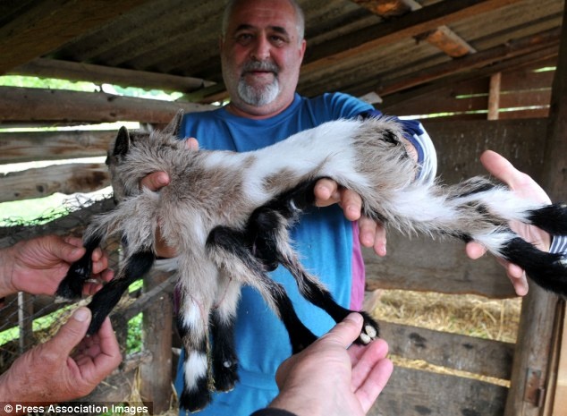 De con 8 chan chao doi o Croatia hinh anh