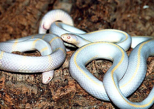 Dao cua Tay Ban Nha tuyen chien voi tran bach tang hinh anh