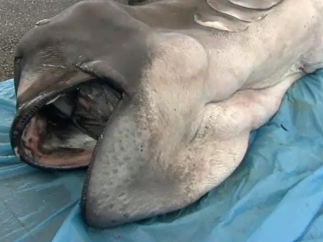 Giai phau ca map mieng rong quy sa luoi ngu dan Nhat hinh anh