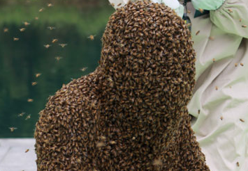 Nguoi dan ong de hang chuc nghin con ong dau tren nguoi hinh anh