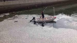 Hang nghin xac ca xuat hien tai mot cang o My hinh anh