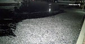 Video hang nghin xac ca troi dat tai mot cang o My hinh anh