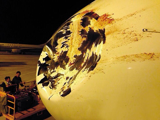 May bay Trung Quoc lom mui sau cu va cham voi chim hinh anh