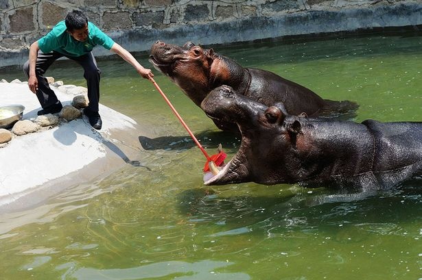 Ha ma thich ve sinh rang mieng nhu nguoi hinh anh