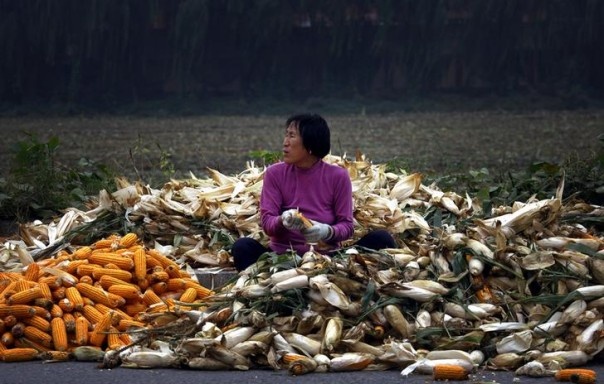 Khung hoang luong thuc de doa Trung Quoc hinh anh