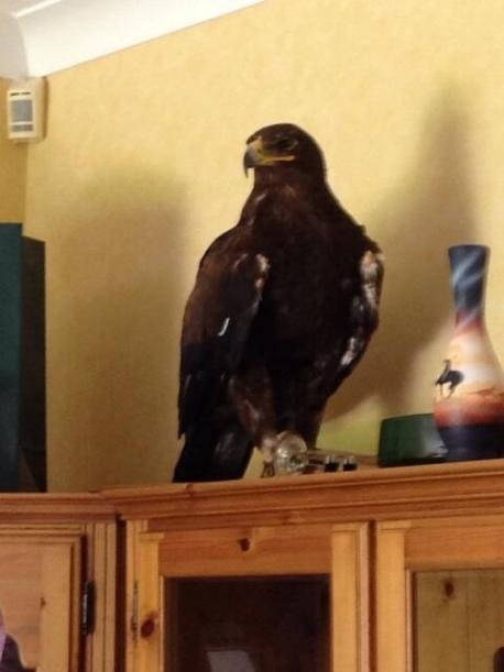 Dai bang dot nhien bay vao nha dan hinh anh