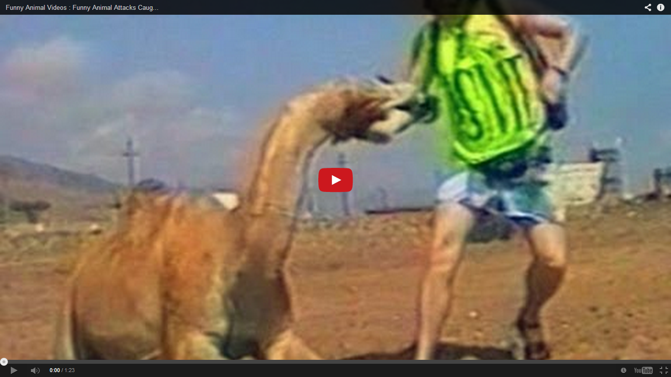 Bi hai nhung pha tan cong kho do cua dong vat hinh anh