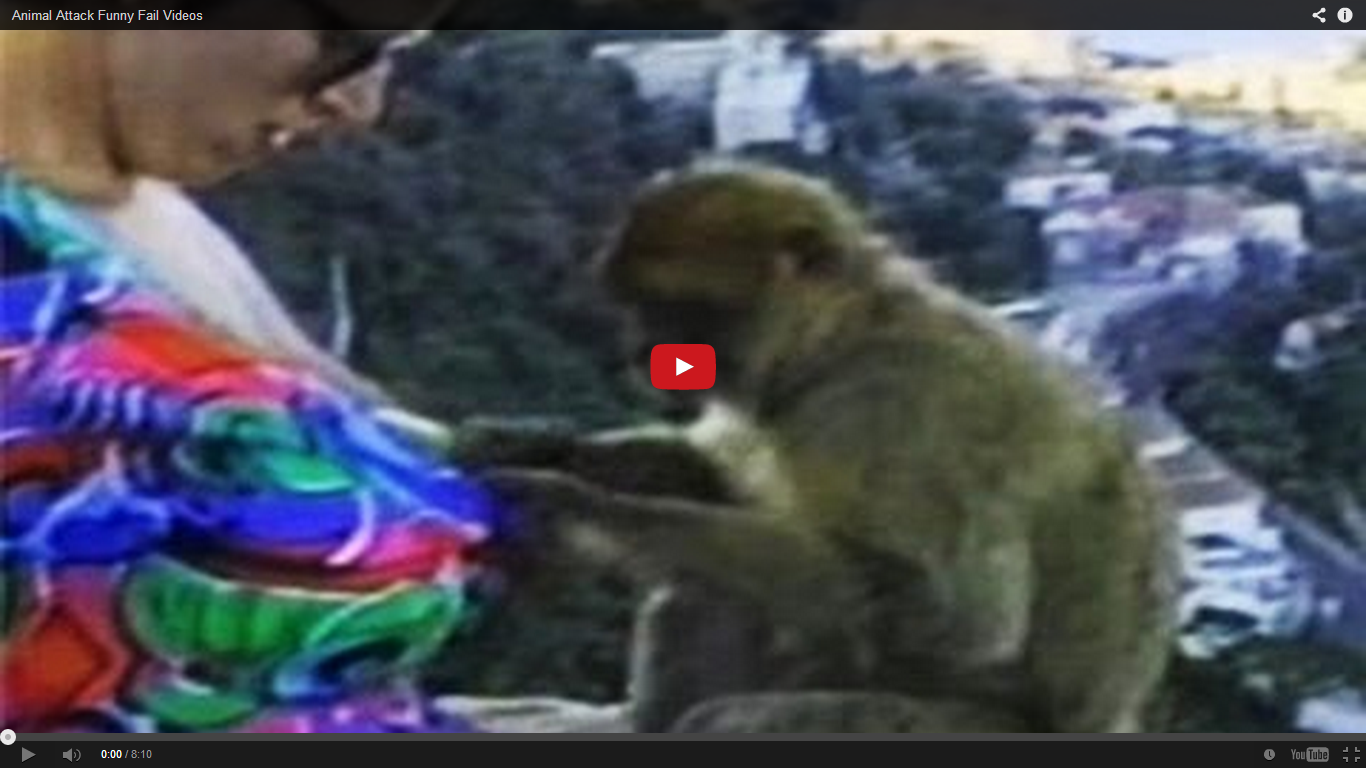 Tai nan bat ngo khi gan gui dong vat hinh anh