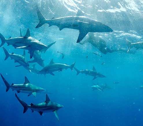 Hang tram ca map xuat hien gan bo bien My hinh anh