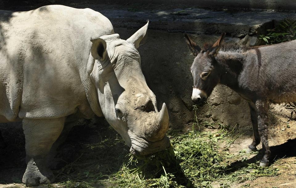 Lua choi voi te giac, su tu ket ban voi cho hinh anh