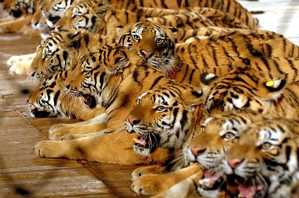 Dai gia hau toa vi an thit ho hinh anh