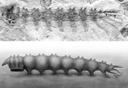 Phat hien hoa thach ky sinh trung hut mau ky la hinh anh