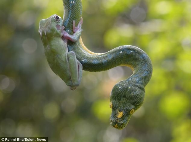 Trong khi cơ thể con rắn uốn lượn xung quanh các cành của một cây dừa, chú ếch xinh xắn lặng lẽ bám trên da của nó.